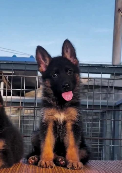纯种德牧幼犬的标准价格是多少？购买时应注意什么？