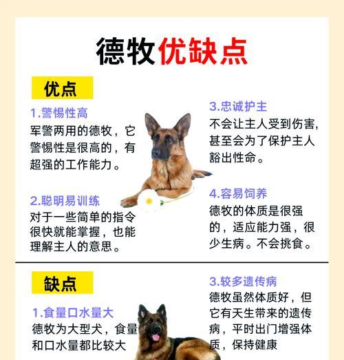 德牧改哈士奇皮肤的费用是多少？