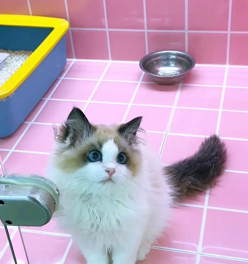 用猫毛制作布偶是否合适？