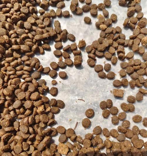 猫粮发现甲虫怎么处理？甲虫对猫咪健康有何影响？