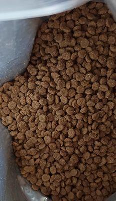 猫粮发现甲虫怎么处理？甲虫对猫咪健康有何影响？