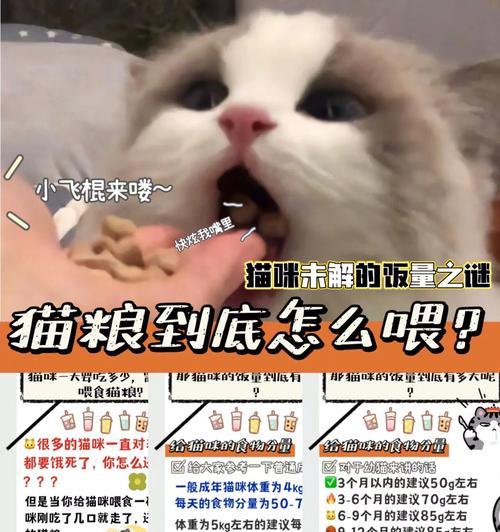 猫宝宝可以吃猫粮吗？正确的喂食方法是什么？