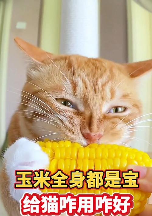 玉米可以作为猫粮的一部分吗？正确的喂食方法是什么？
