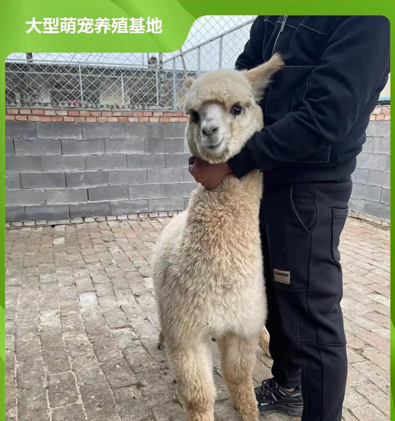 羊驼圈里应该使用哪种垫子？如何保持圈内卫生？