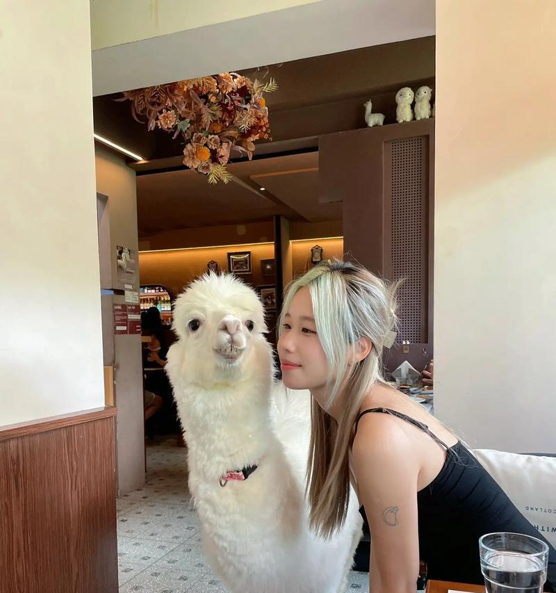 羊驼笑起来会怎样？它们的反应有趣吗？