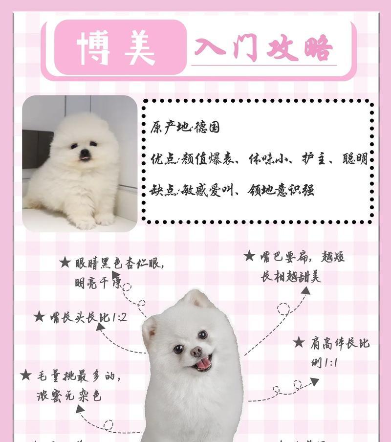 博美犬的正确喂食方法是什么？