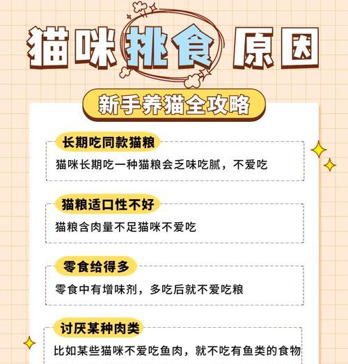 主人抓到猫偷吃猫粮应该怎么办？