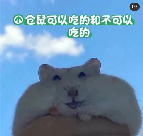 仓鼠可以吃专为其制作的肠吗？为什么适合或不适合？