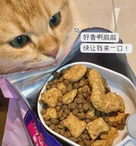 猫咪刨猫粮行为背后的原因？