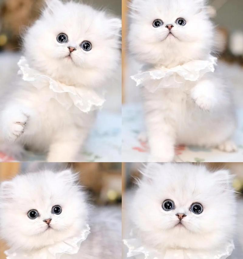 金巴吉拉猫粮是什么品牌？金巴吉拉猫粮的特点是什么？