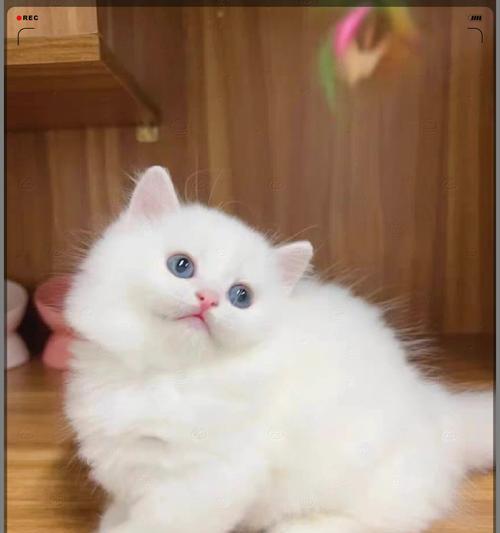 金巴吉拉猫粮是什么品牌？金巴吉拉猫粮的特点是什么？