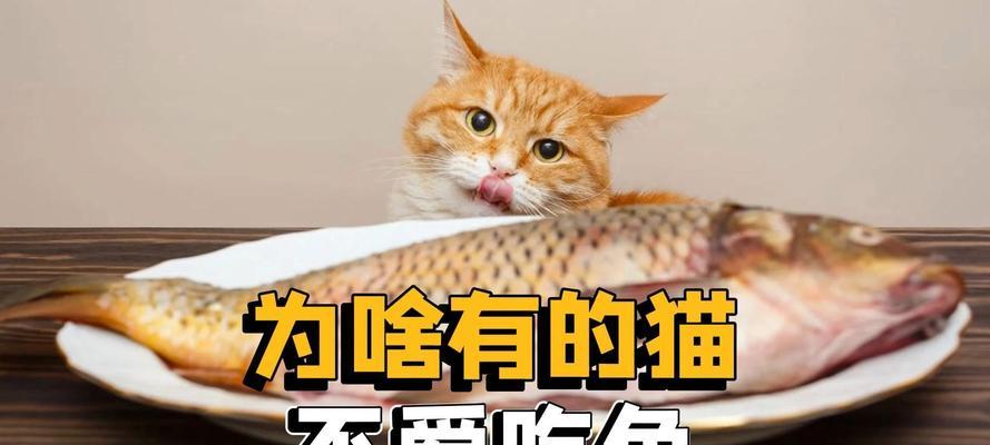 猫咪为何偏爱鱼肉？猫粮中缺少什么？