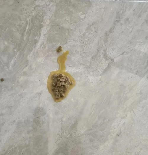 大猫吐猫粮需要服用什么药物？如何判断症状？