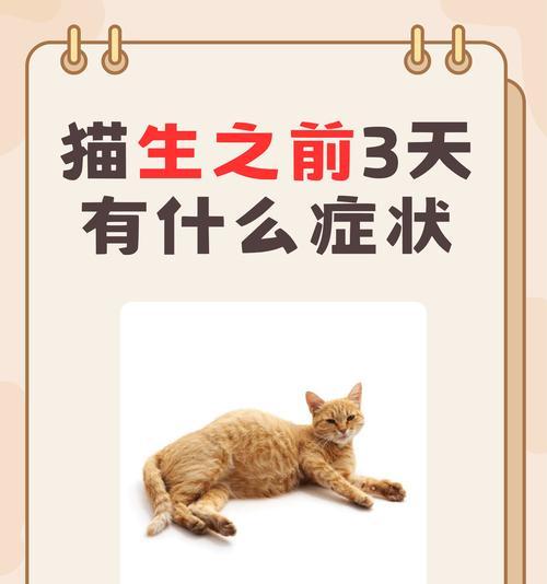 猫咪为何会缺粮以及可能的原因是什么？