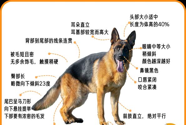 大型德牧一天的饲养成本是多少？