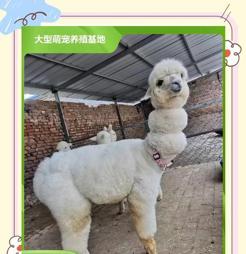 如何让羊驼保持开心的状态？