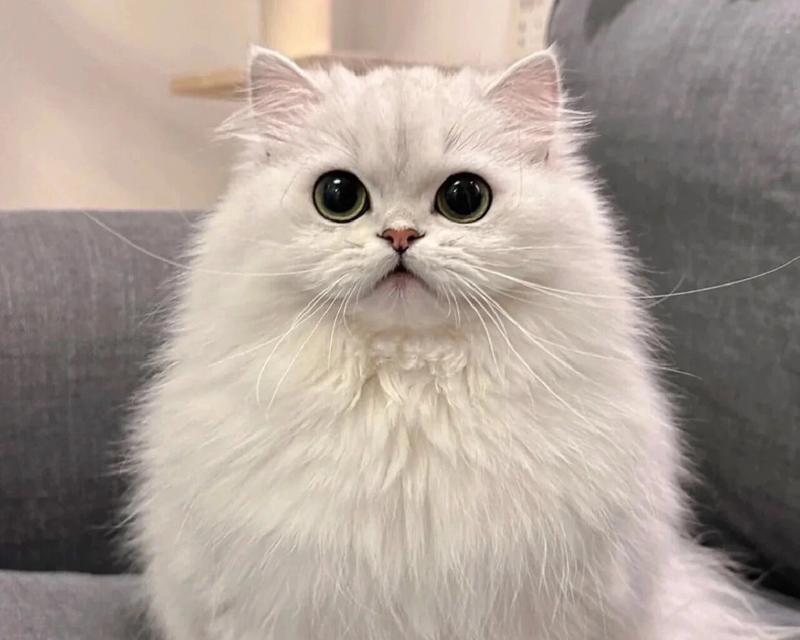 长毛银渐层猫咪最适合哪种猫粮？有哪些推荐？