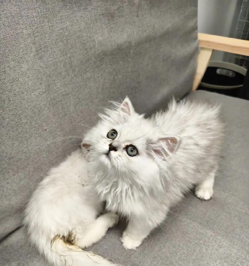 长毛银渐层猫咪最适合哪种猫粮？有哪些推荐？