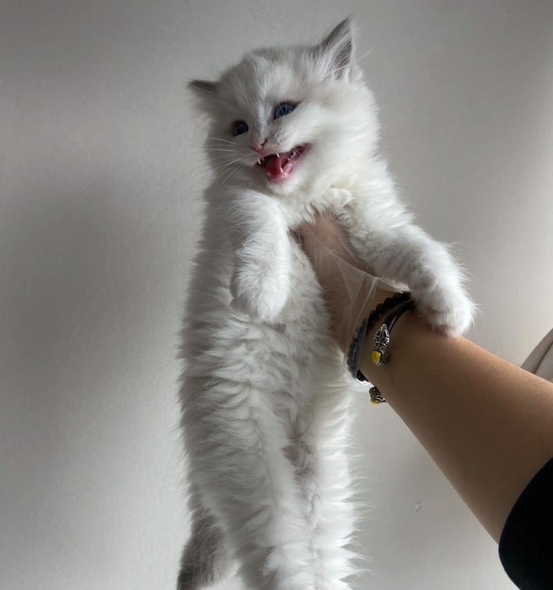 猫粮缺失时猫会有什么反应？如何安抚不开心的猫？