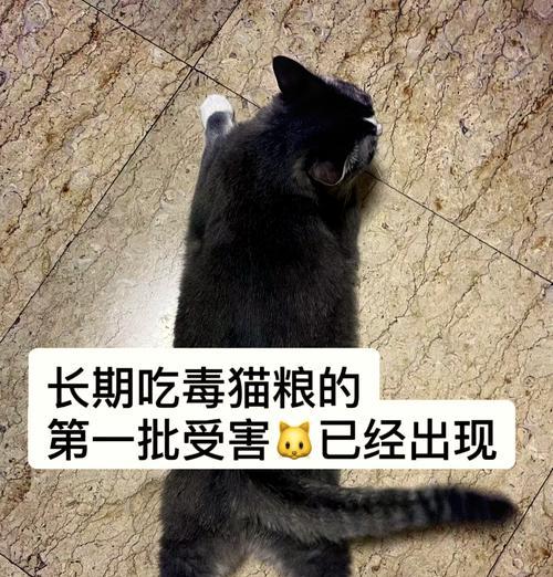 猫咪食用毒猫粮死亡率高吗？原因是什么？