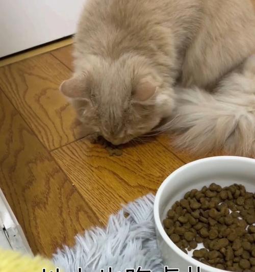 不吃剩猫粮猫会怎么样？长期不吃剩猫粮对猫有什么影响？