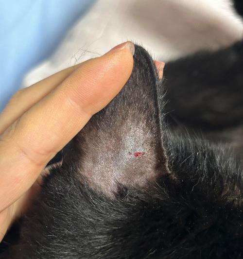 换猫粮过敏怎么办？可能的原因有哪些？