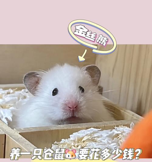 如何挑选一只亲人而且健康的仓鼠？需要关注哪些特征？