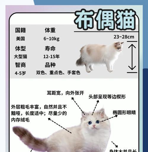 布偶猫食用生肉的风险是什么？