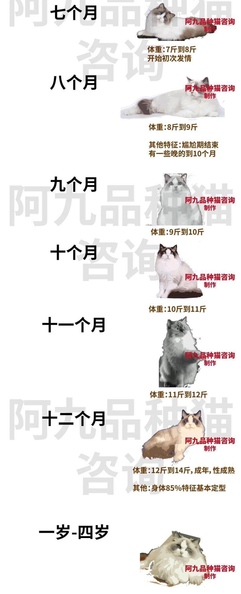 布偶猫食用生肉的风险是什么？