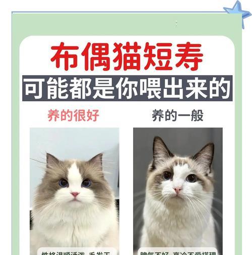 布偶猫食用生肉的风险是什么？