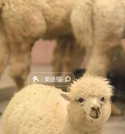 羊驼排泄便便的原因是什么？