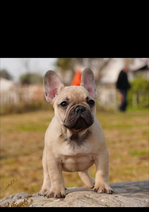 法斗犬遭遇羊驼强吻会有什么反应？