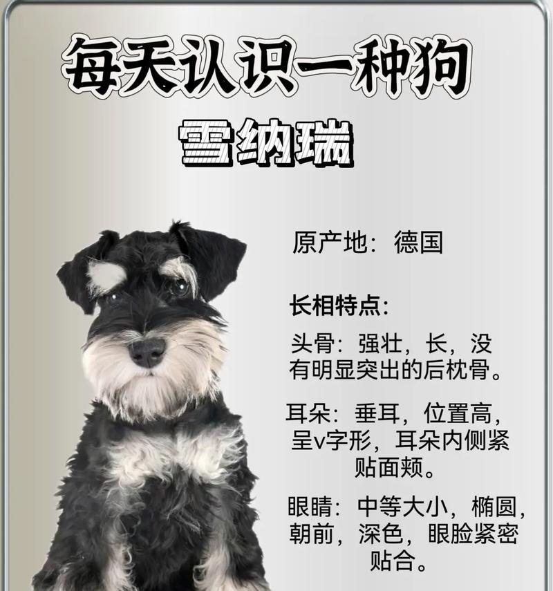 雪纳瑞串种犬的价格是多少？购买时应注意什么？