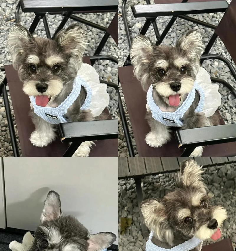 雪纳瑞串种犬的价格是多少？购买时应注意什么？