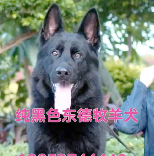 小黄车购买德牧需要多少钱？购买前需要考虑哪些因素？