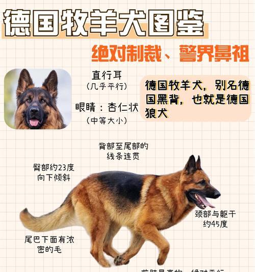 部队德牧的价格是多少？如何挑选优质的德牧？