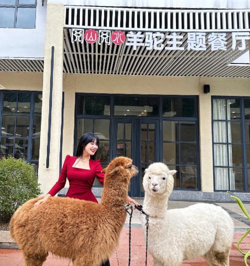 鹿邑有羊驼吗最近疫情怎么样？羊驼的健康状况如何？