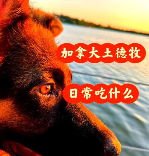 40斤重的德牧每顿应该吃多少？如何计算合适的食物量？