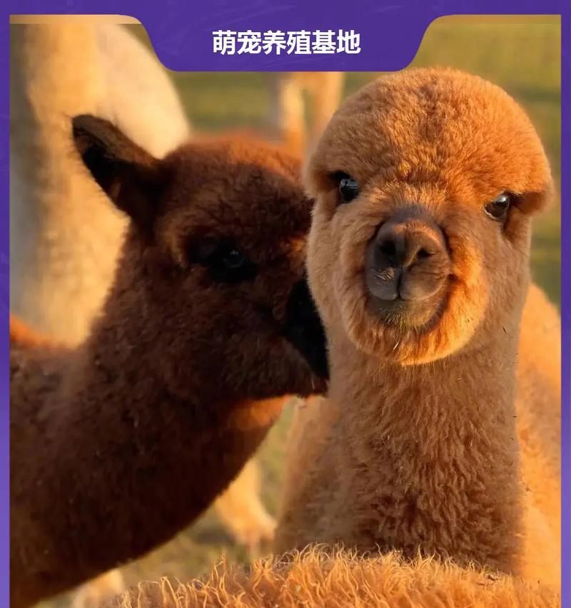 羊驼会长牙齿吗？它们会咬人吗？原因是什么？