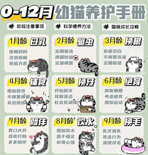 三月龄猫咪如何正确过渡到成猫粮？