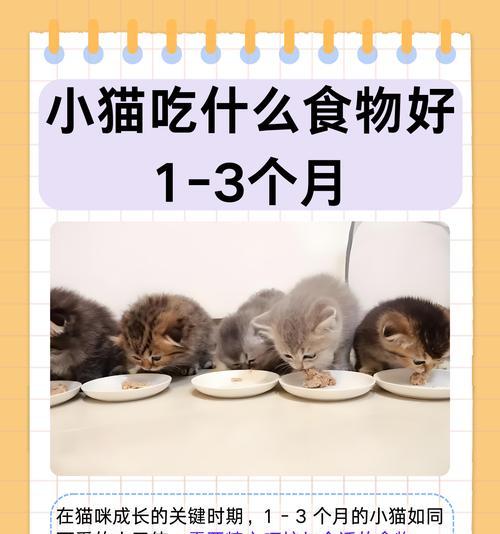 三个月大的猫咪应该吃什么猫粮？推荐有哪些？