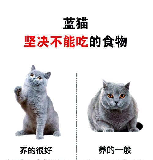蓝猫拒绝吃猫粮正常吗？背后原因是什么？