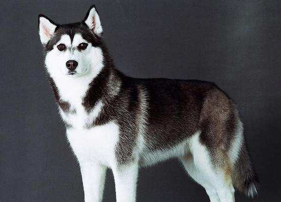 哈士奇是否适合担任警犬或军犬？