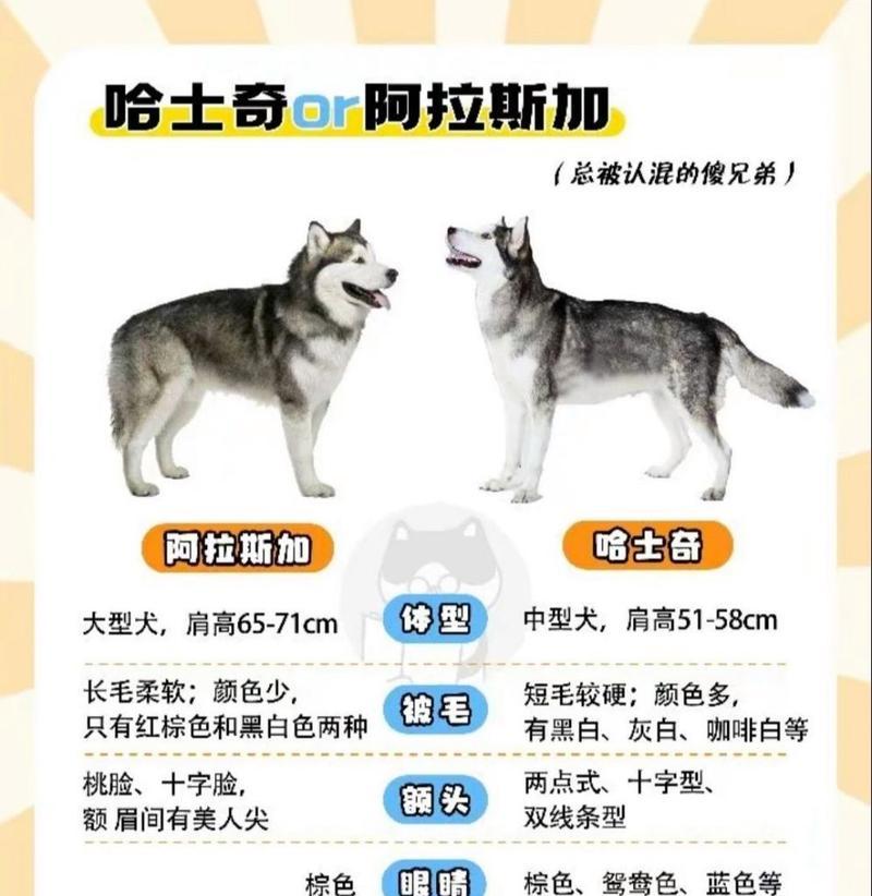 哈士奇是否适合担任警犬或军犬？