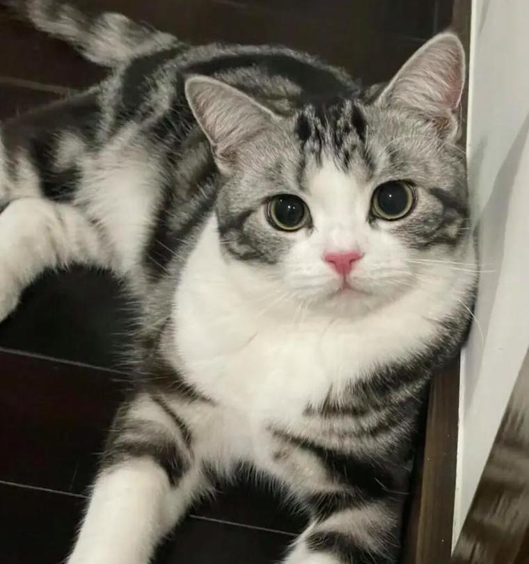猫肚子大还贪吃猫粮是何原因？