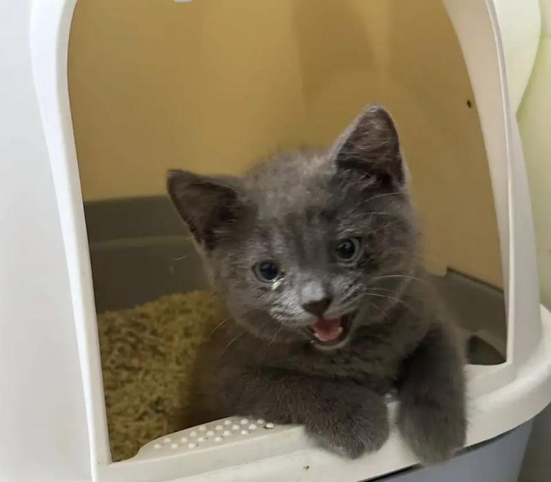 猫肚子大还贪吃猫粮是何原因？