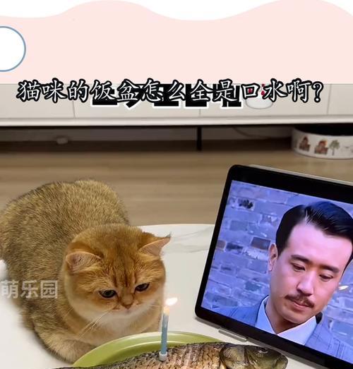 猫粮饭盆声音大正常吗？是否会影响猫咪的进食？