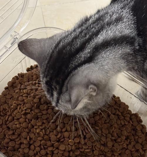 猫粮饭盆声音大正常吗？是否会影响猫咪的进食？