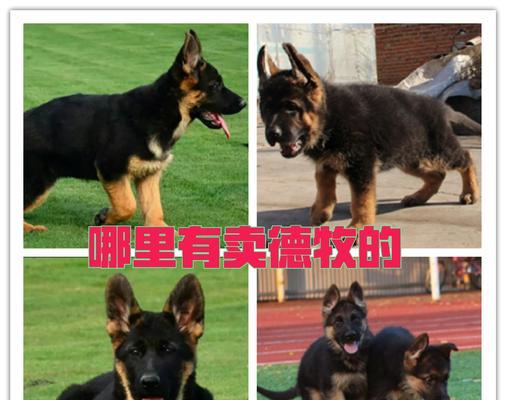 一个赛季的德牧价格是多少？购买德牧需要多少预算？