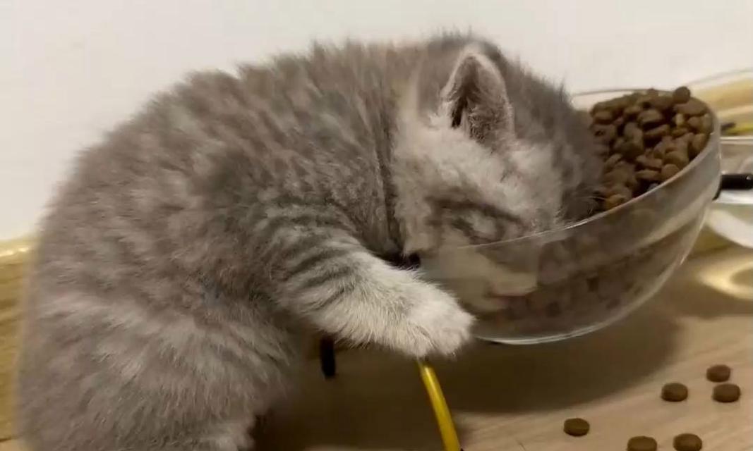 猫咪为何对猫粮百吃不厌？有没有可能厌倦？